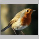 Erithacus rubecula - Rotkehlchen 20.jpg